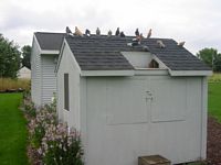 Breeding & Flying Loft